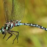 Go to this species on the OneZoom tree of life