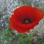 Poppies