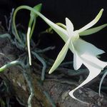 Go to this species on the OneZoom tree of life