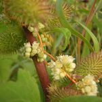 Go to this species on the OneZoom tree of life
