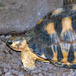 Go to this species on the OneZoom tree of life