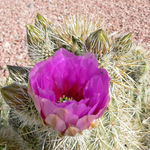 Cactus family