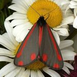 Butterflies and moths