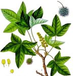 Go to this species on the OneZoom tree of life