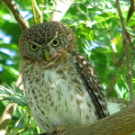 Owls