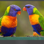 Go to this species on the OneZoom tree of life