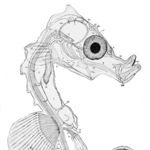 Go to this species on the OneZoom tree of life