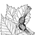 Go to this species on the OneZoom tree of life
