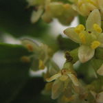 Go to this species on the OneZoom tree of life